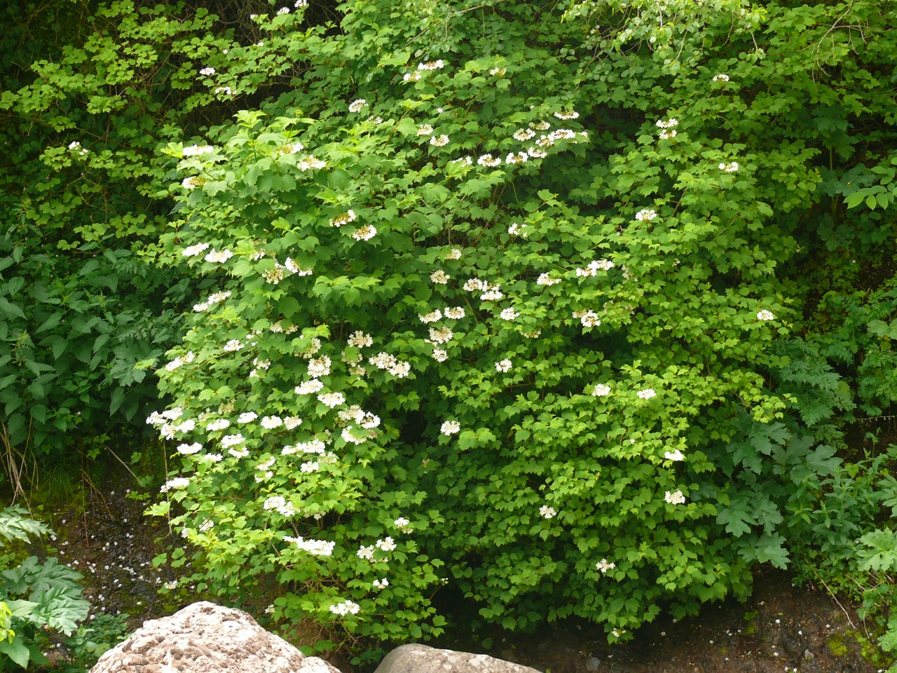 Viburnum opulus