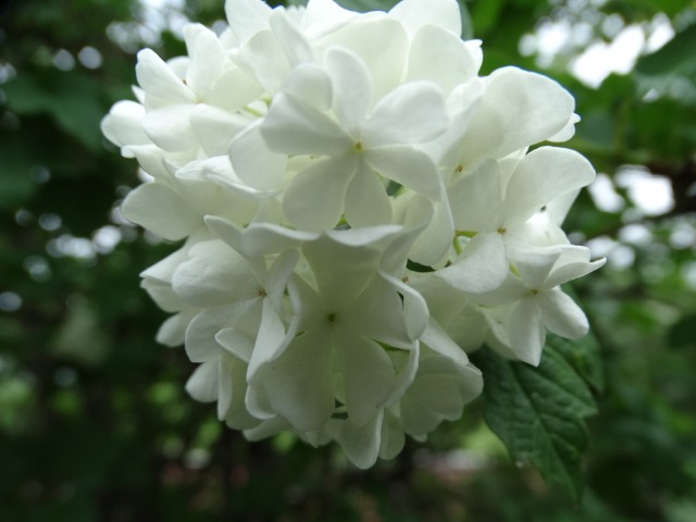 Viburnum opulus