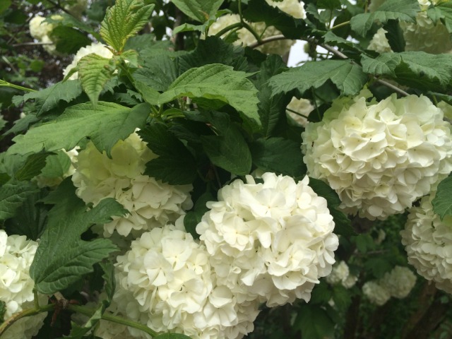 Viburnum opulus