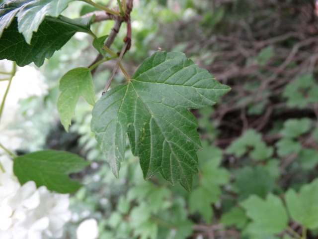 Viburnum opulus