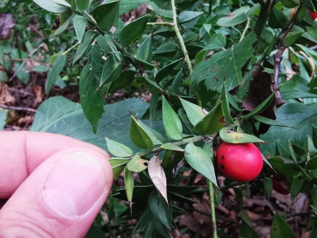 Ruscus aculeatus