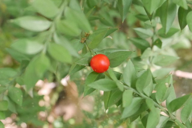 Ruscus aculeatus