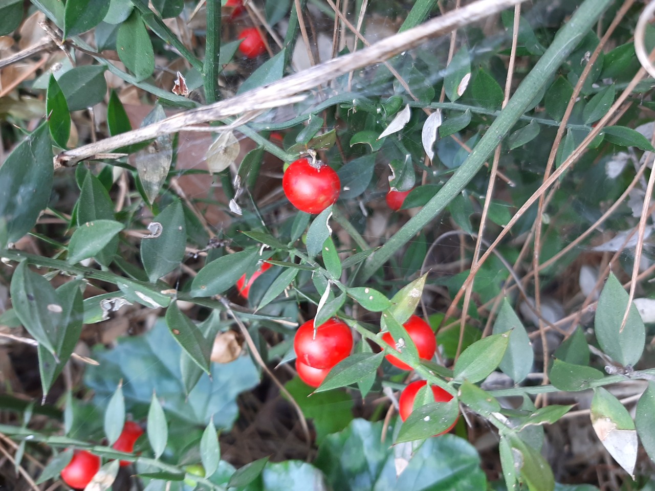 Ruscus aculeatus