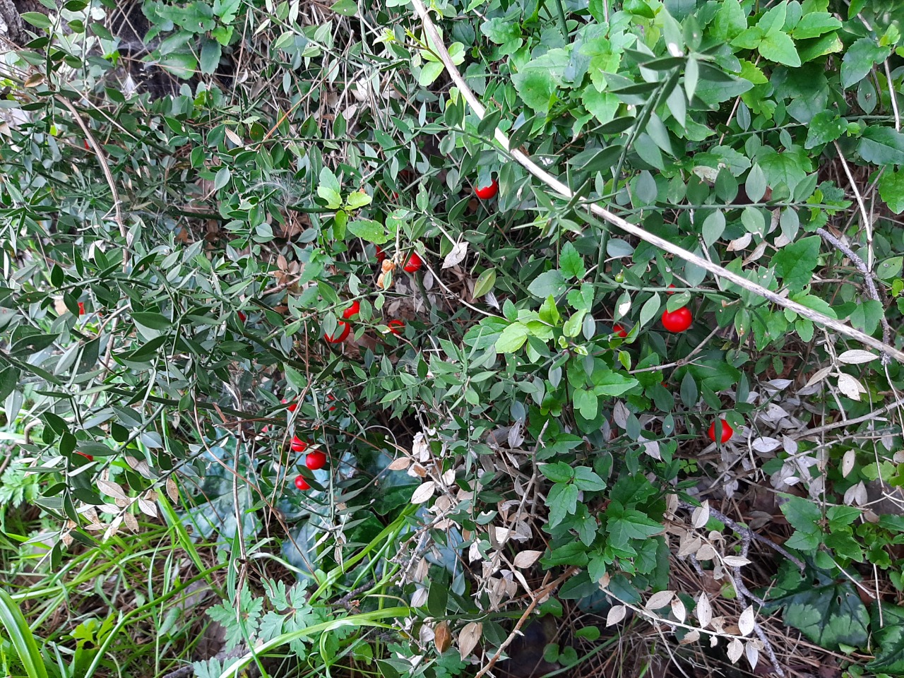 Ruscus aculeatus