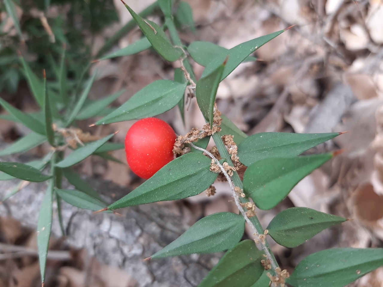 Ruscus aculeatus