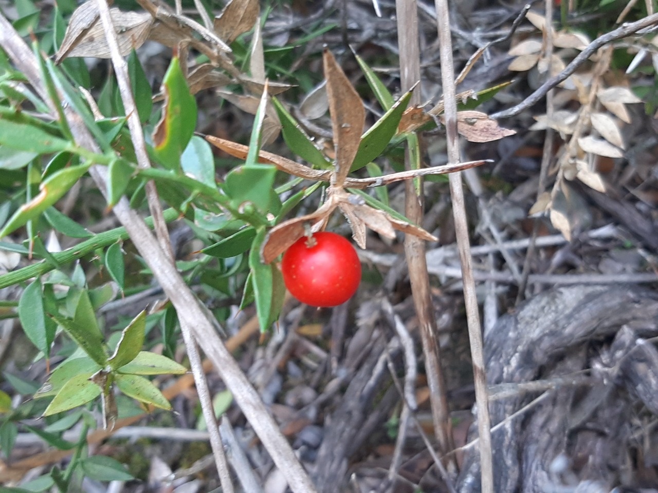 Ruscus aculeatus