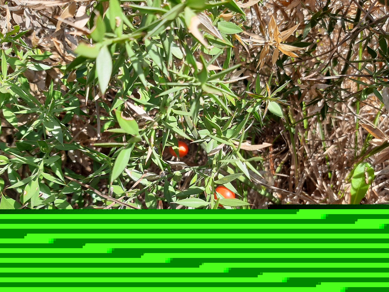 Ruscus aculeatus