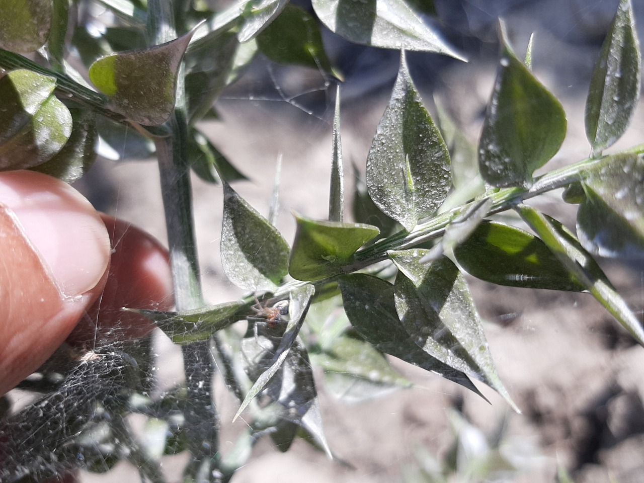 Ruscus aculeatus