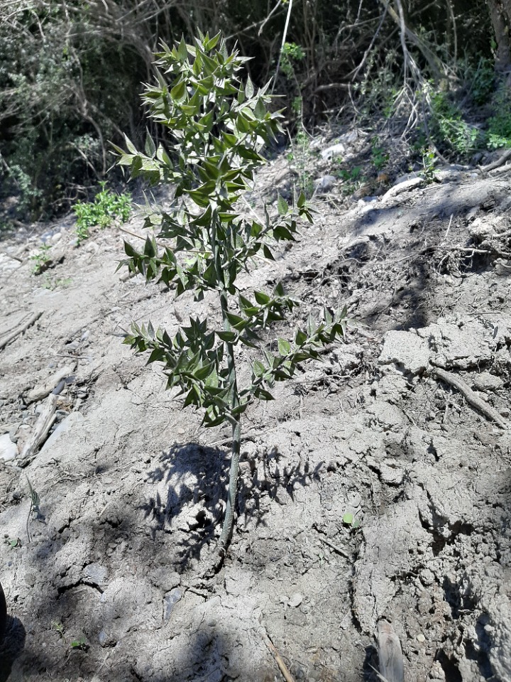Ruscus aculeatus
