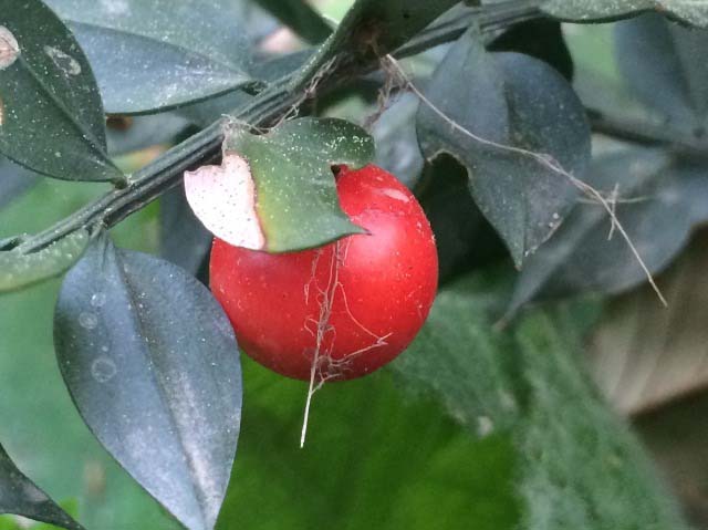 Ruscus aculeatus