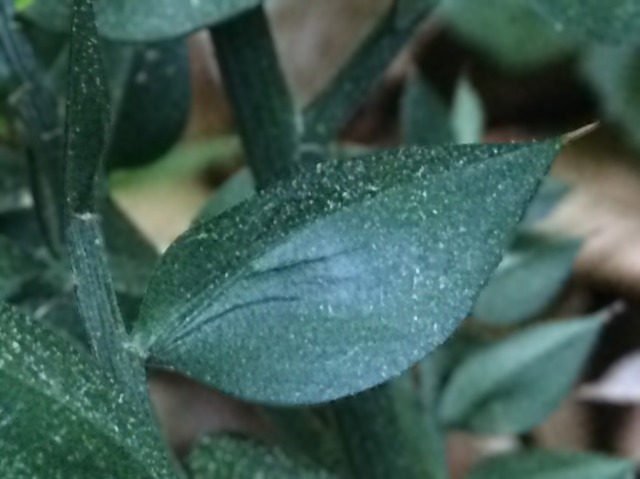 Ruscus aculeatus