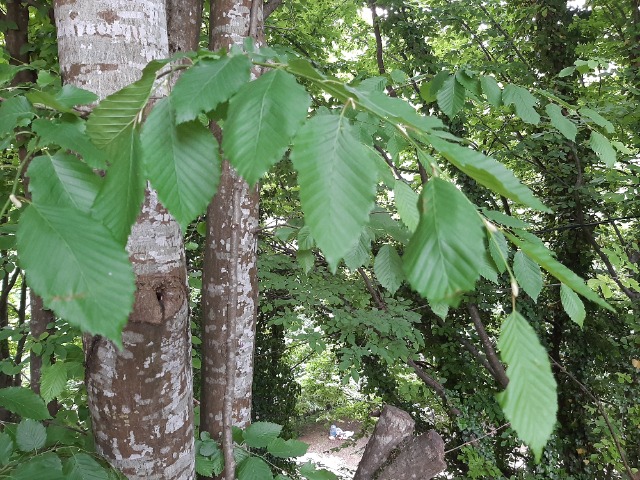 Fagus orientalis