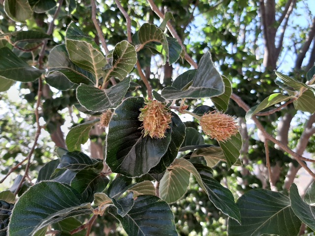 Fagus orientalis