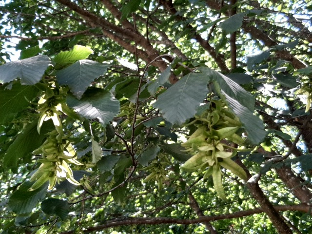 Fagus orientalis