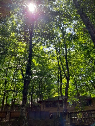 Fagus orientalis