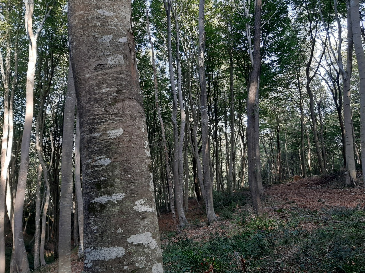 Fagus orientalis