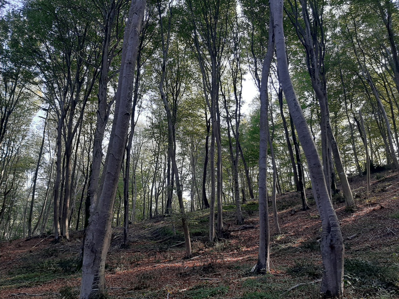 Fagus orientalis