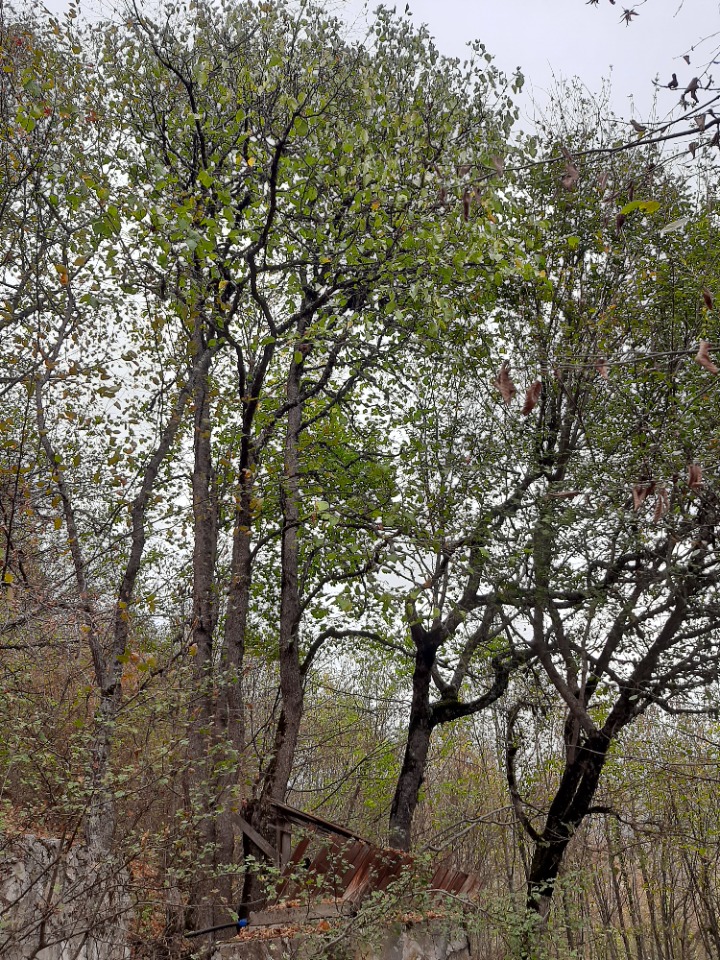 Fagus orientalis