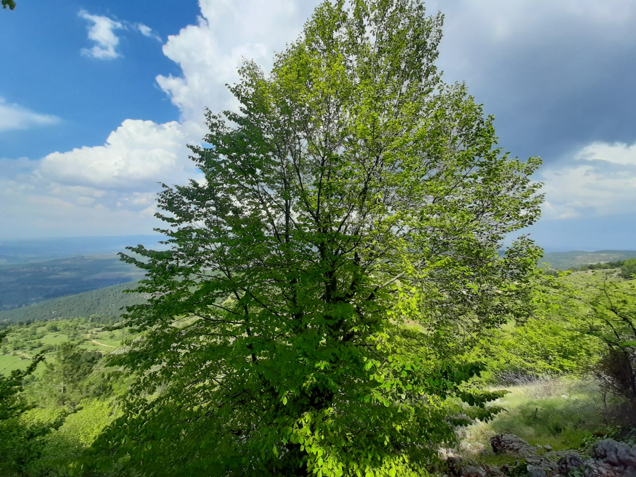 Fagus orientalis