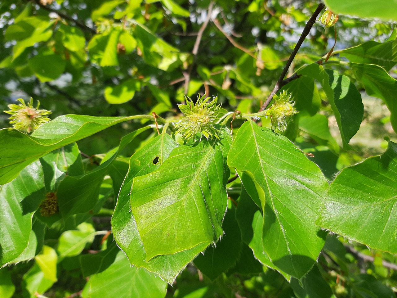 Fagus orientalis