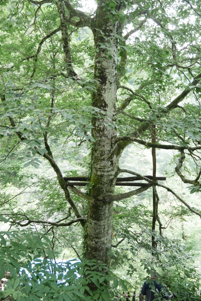 Fagus orientalis