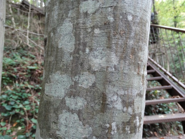 Fagus orientalis
