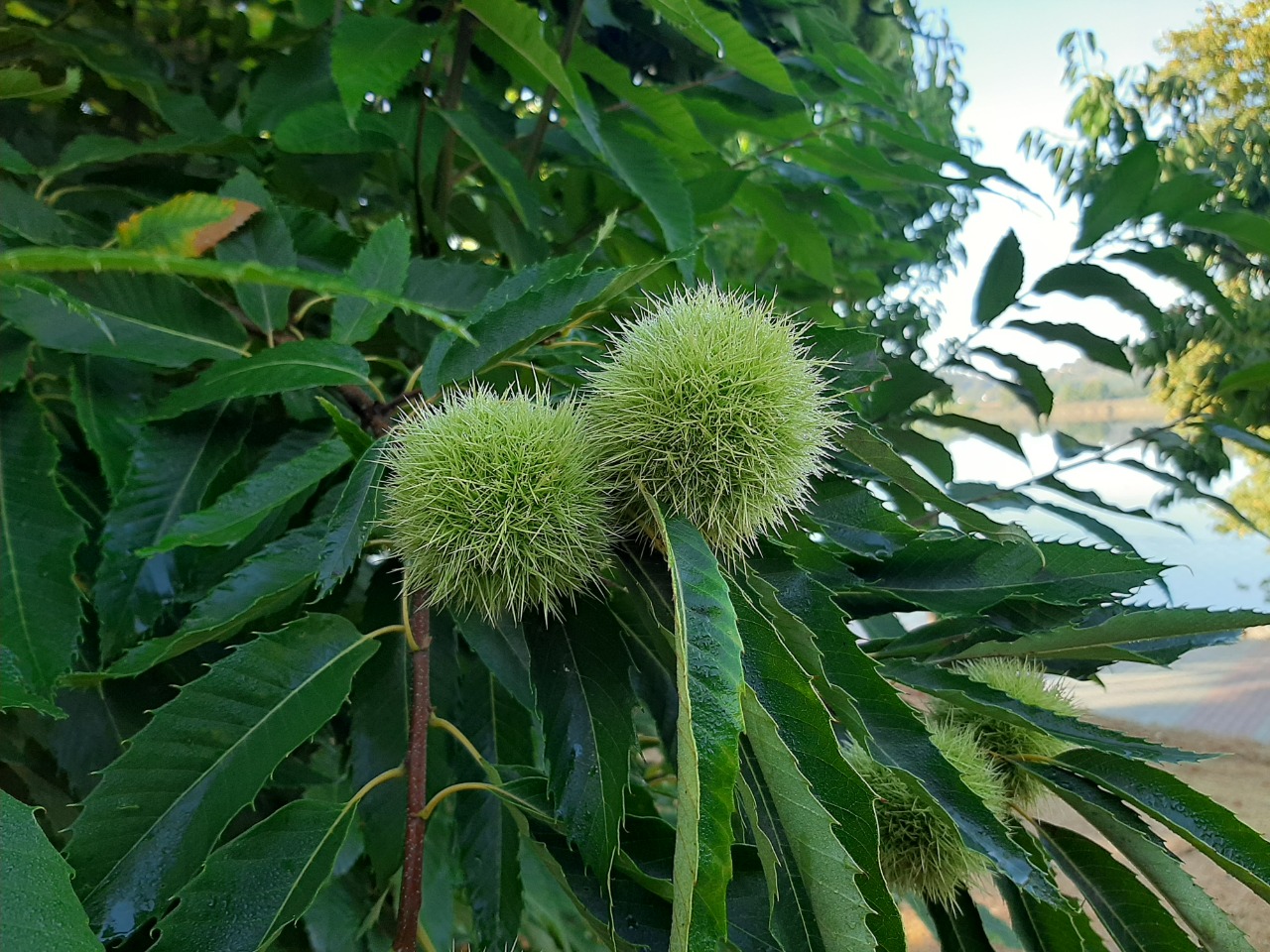 Castanea sativa