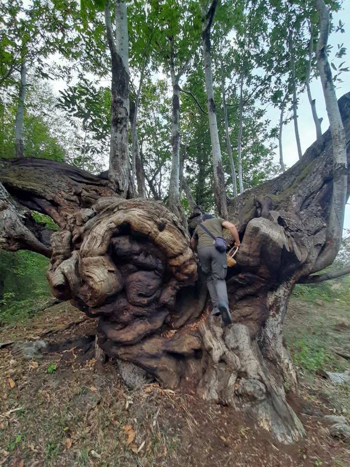 Castanea sativa
