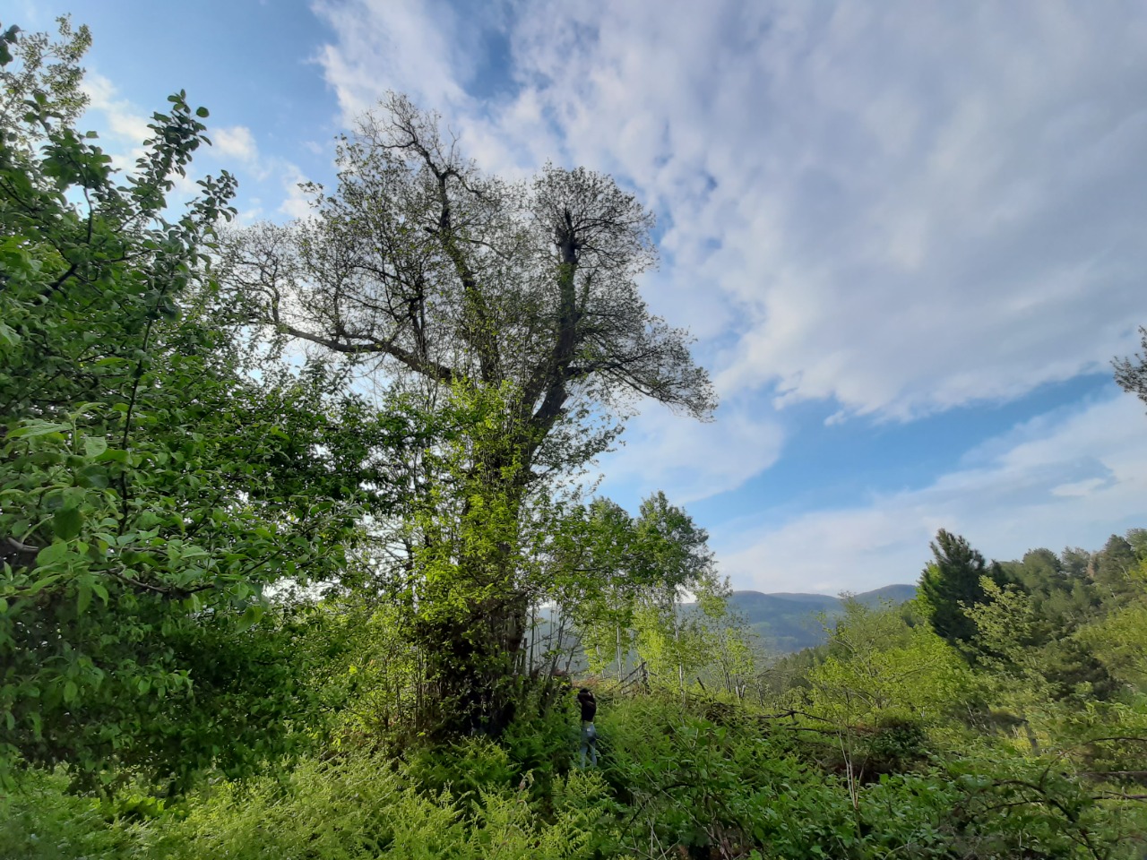 Castanea sativa