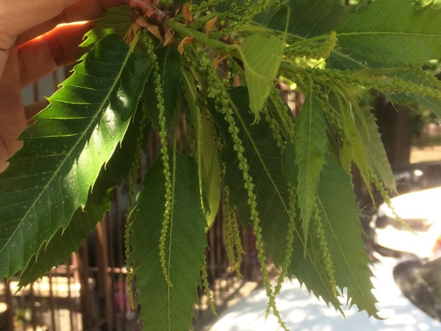 Castanea sativa