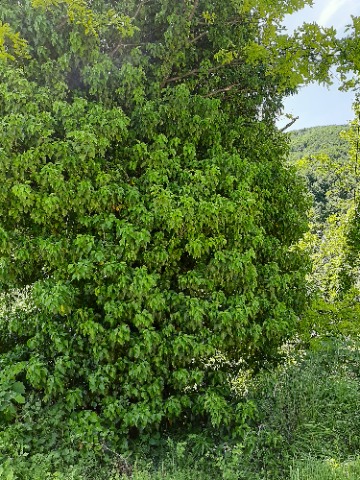 Hedera colchica