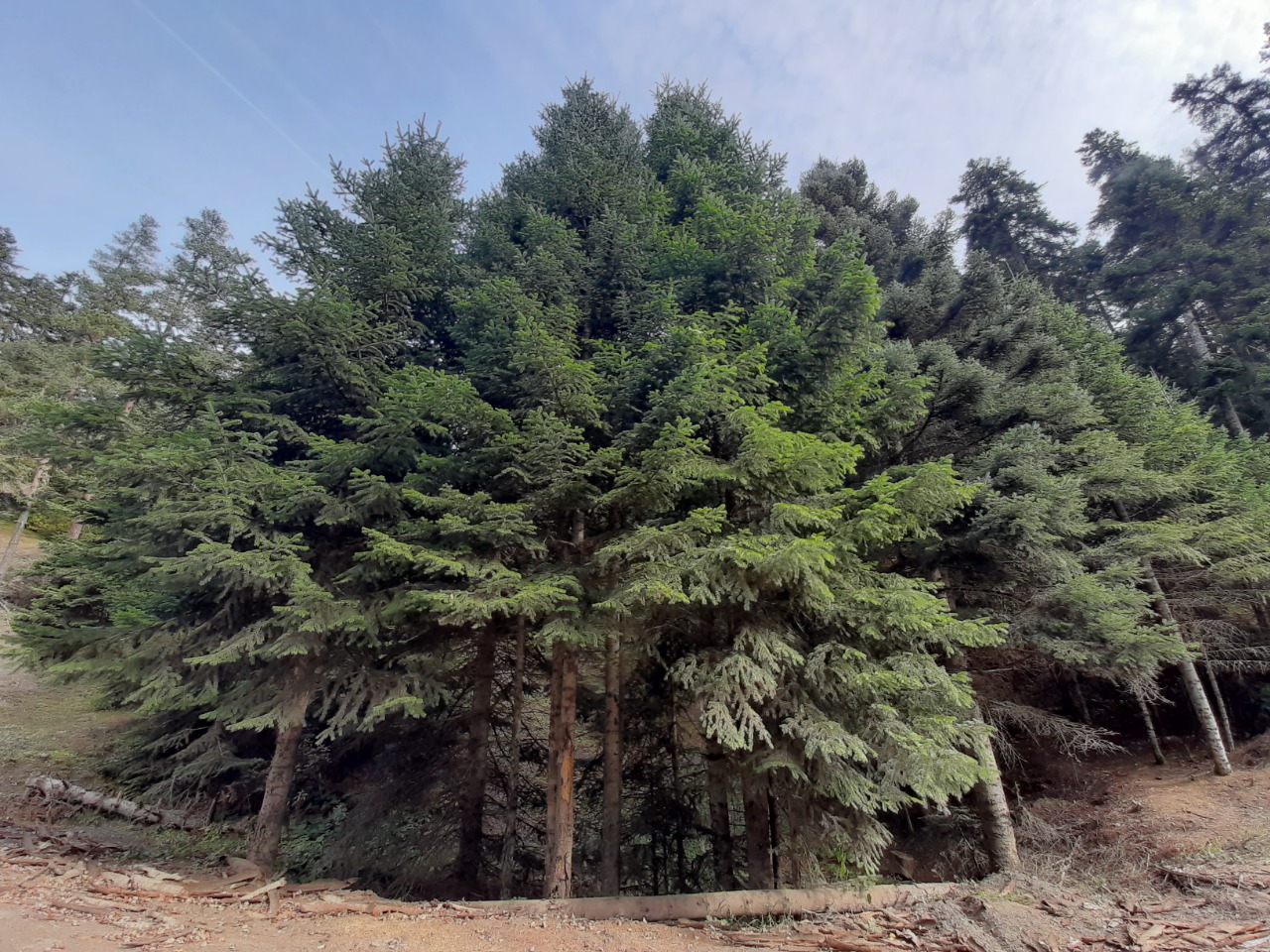 Abies nordmanniana