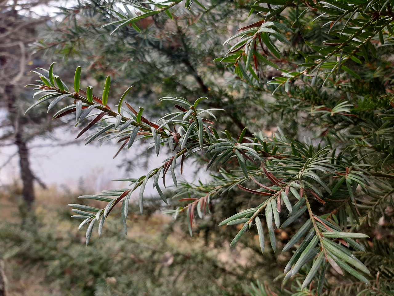 Abies nordmanniana