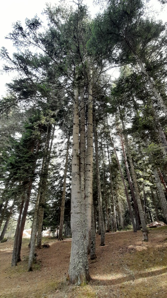 Abies nordmanniana