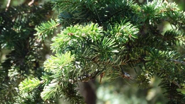 Abies nordmanniana