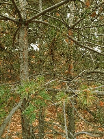 Pinus sylvestris