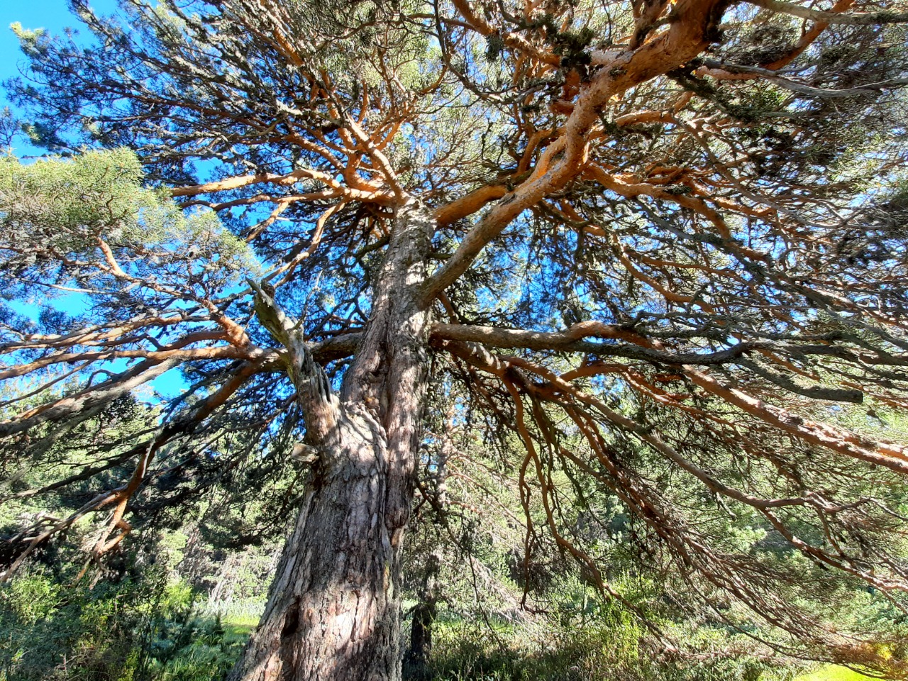 Pinus sylvestris