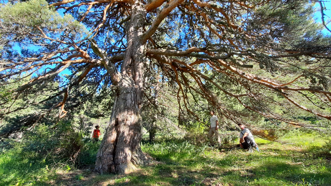 Pinus sylvestris