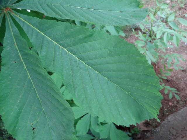 Aesculus hippocastanum