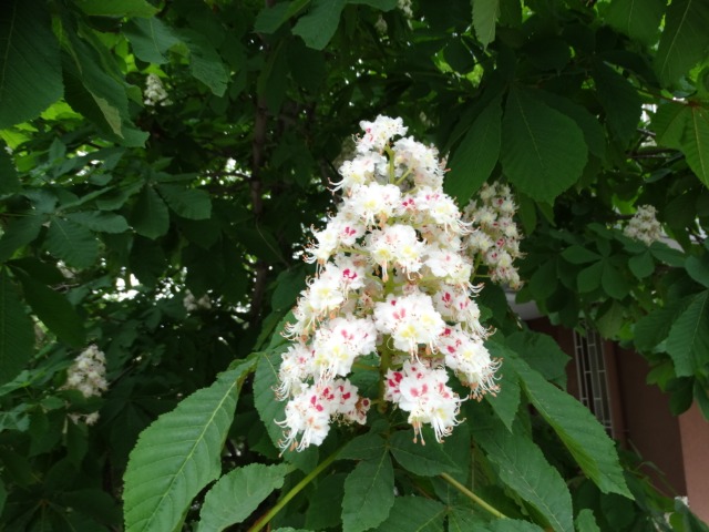 Aesculus hippocastanum