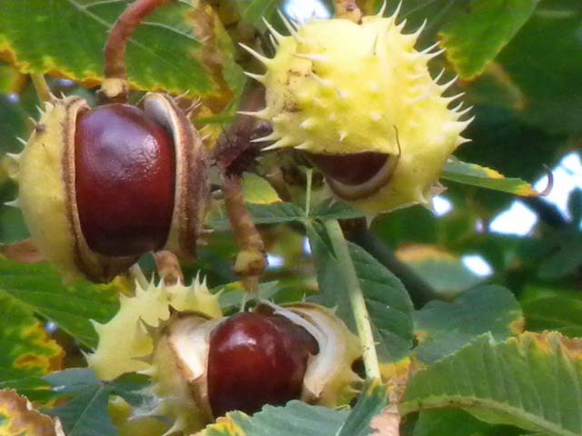 Aesculus hippocastanum