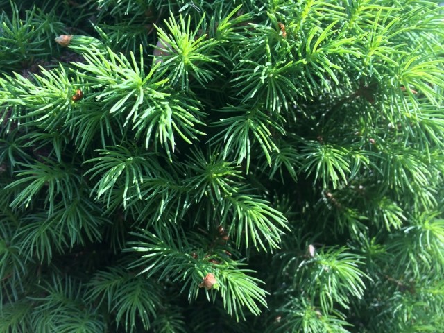 Picea glauca