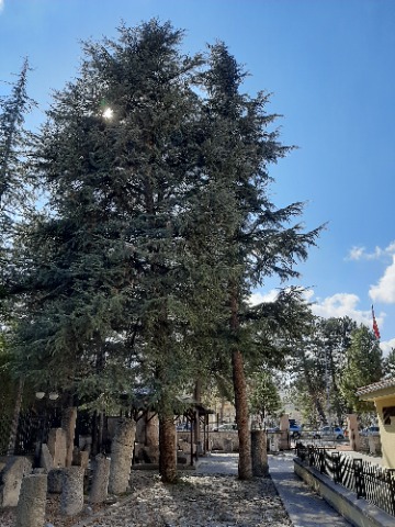 Cedrus atlantica