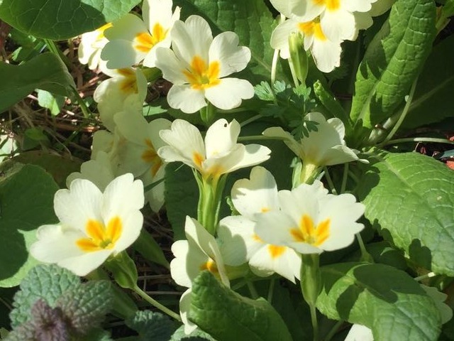 Primula acaulis