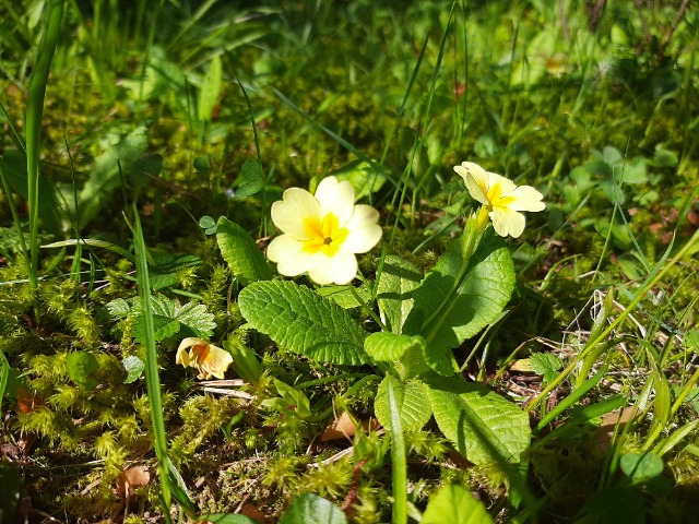 Primula acaulis