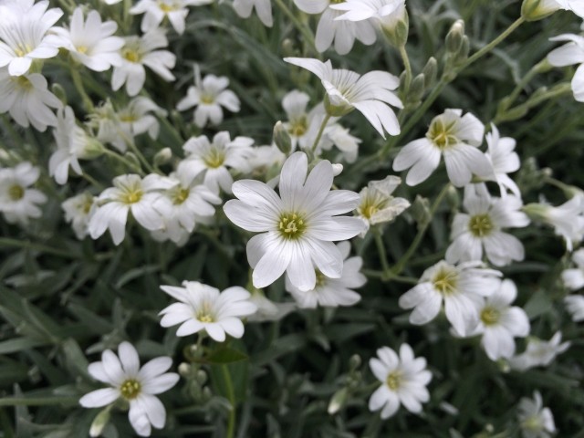 Cerastium tomentosum