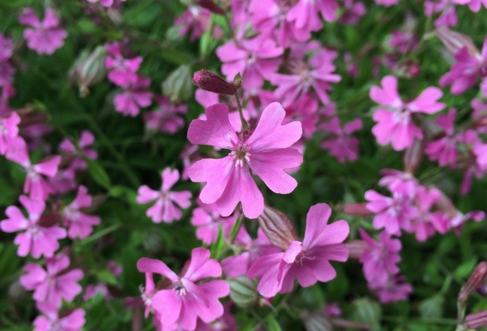 Silene pendula