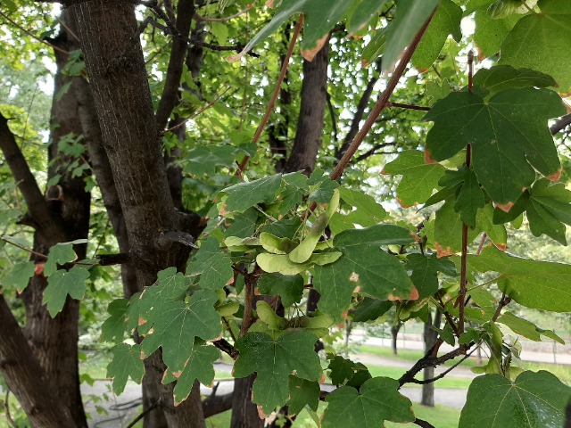 Acer campestre