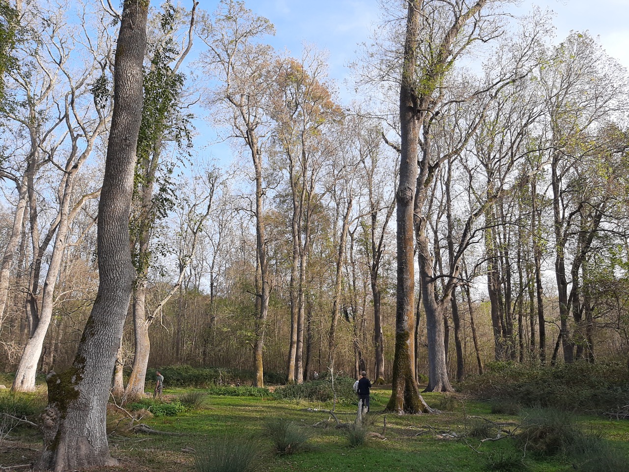 Fraxinus angustifolia