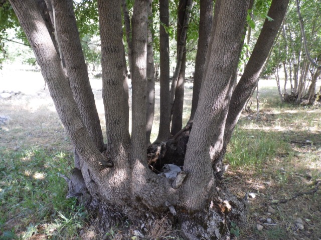 Fraxinus angustifolia